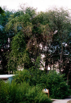 Dutch Elm Disease "Flagging"