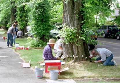Neighbors get together to help the elms.