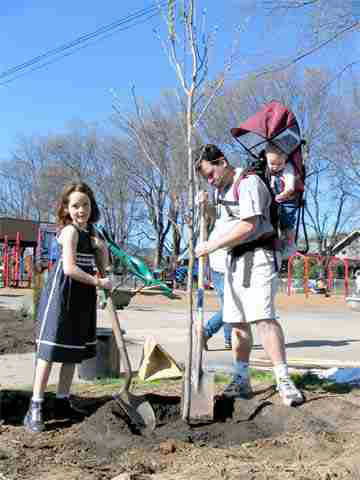 New Elm planted at Abernethy Playground