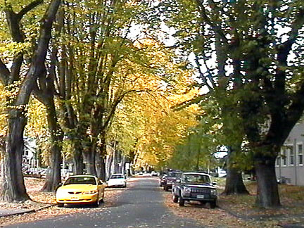Birch St Before DED
