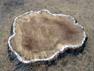 Lost Elm on Birch St