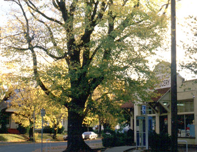 Ladd Grocery - 1990's