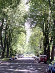 Stately Elms